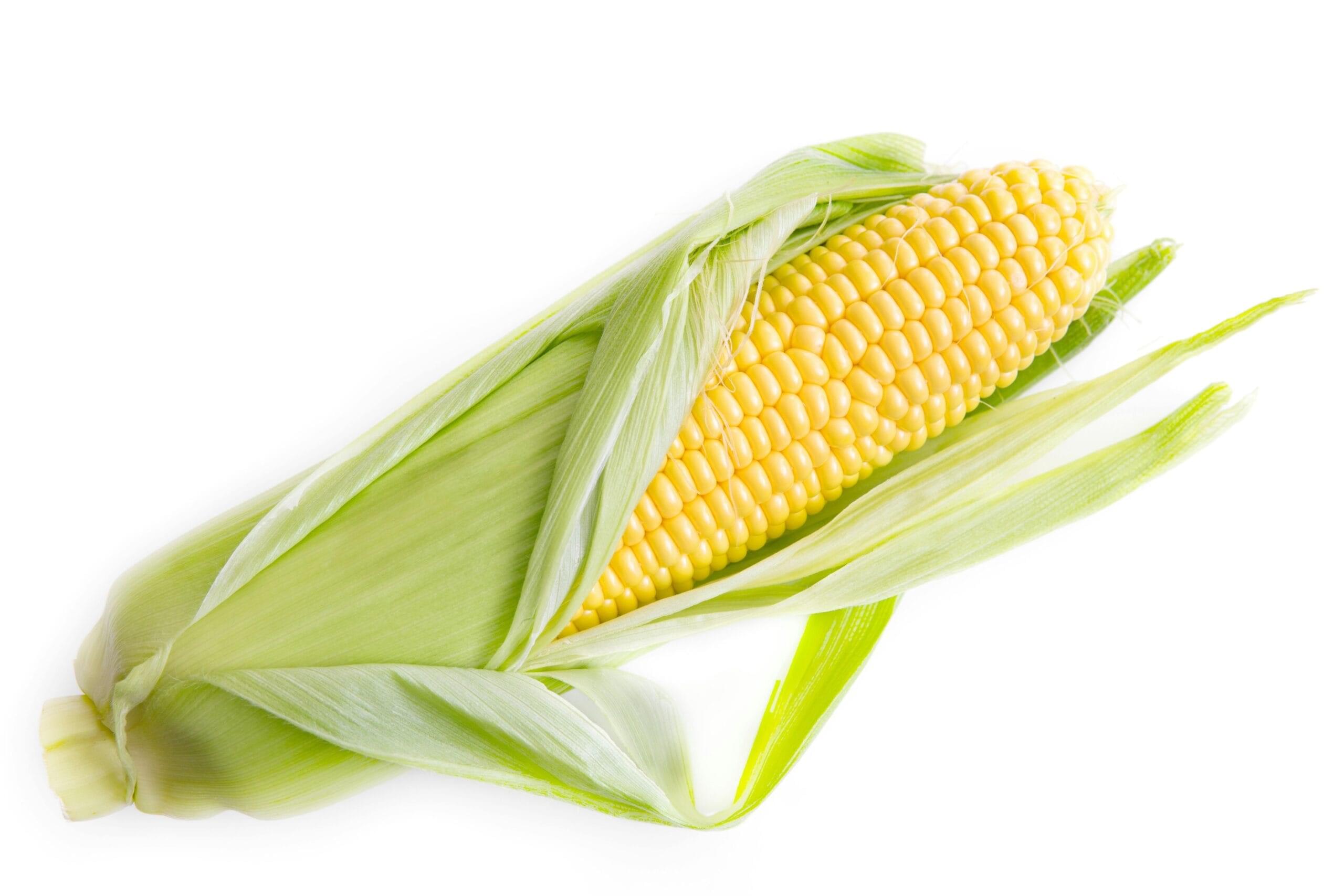 Sweet Corn.
